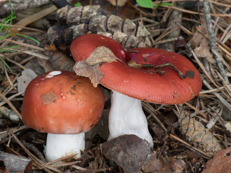 Russula paludosa